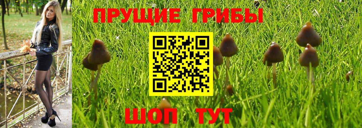 Псилоцибиновые грибы прущие грибы Ревда